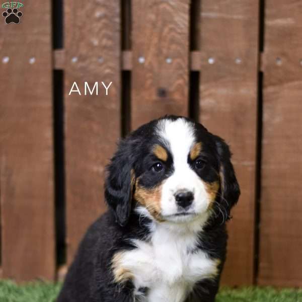 Amy, Bernese Mountain Dog Puppy